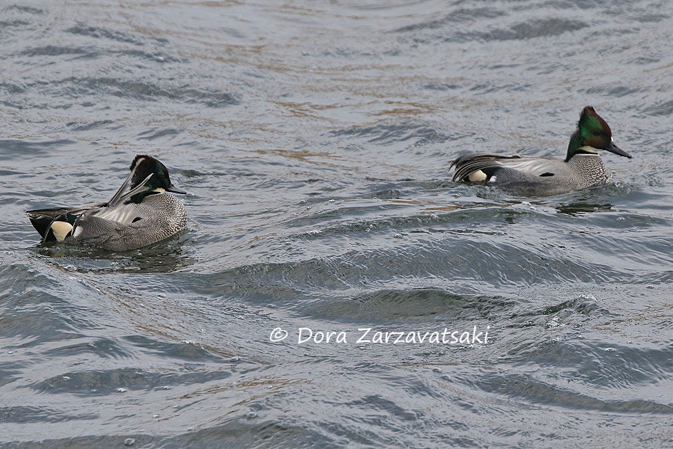 Canard à faucilles