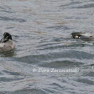 Canard à faucilles