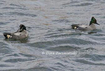 Canard à faucilles