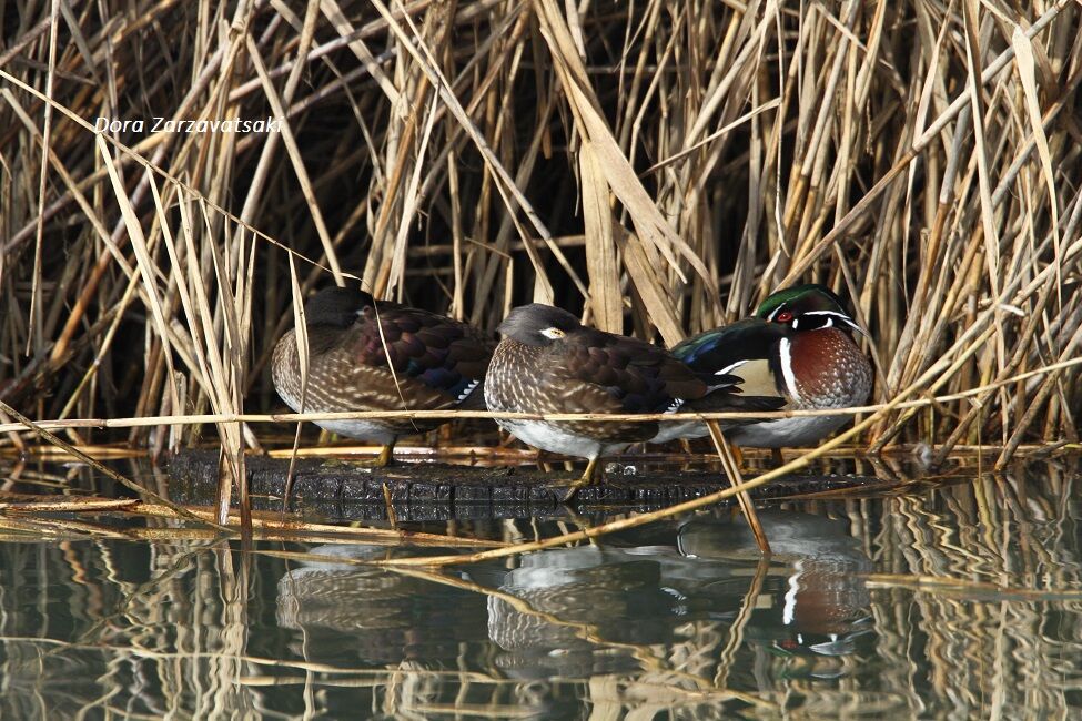 Canard carolin