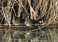 Canard carolin