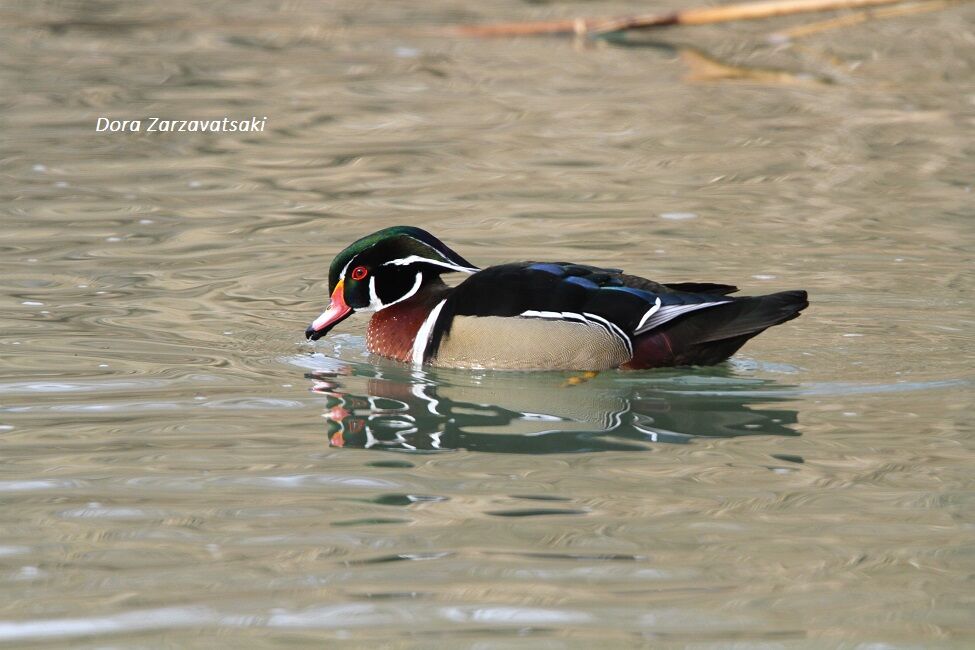 Canard carolin