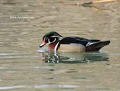 Canard carolin