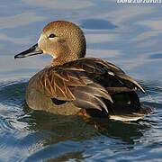 Gadwall