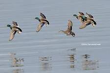 Canard colvert