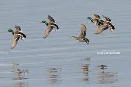 Mallard