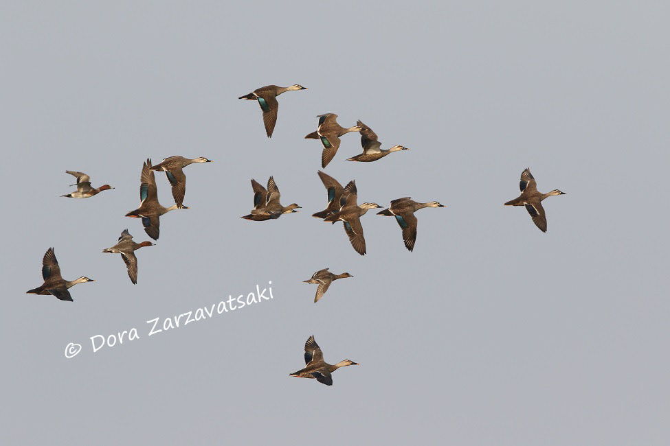 Eastern Spot-billed Duck