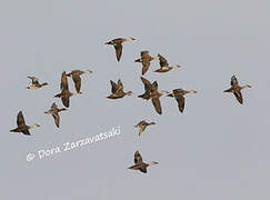 Eastern Spot-billed Duck