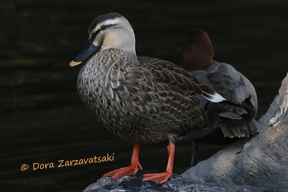 Eastern Spot-billed Duck