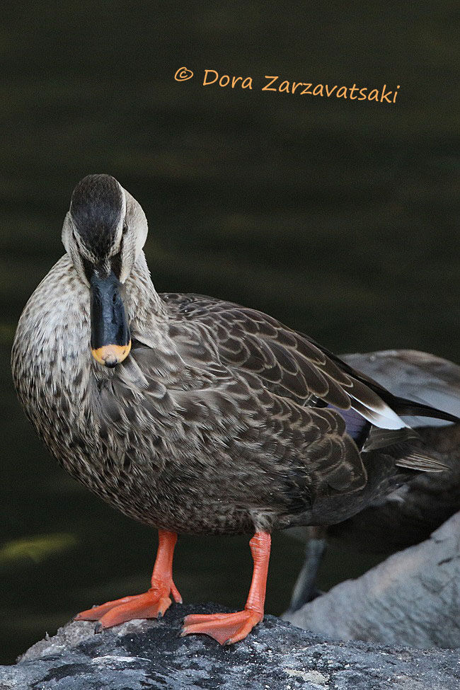 Eastern Spot-billed Duck