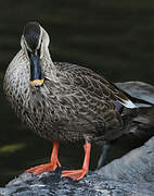 Eastern Spot-billed Duck