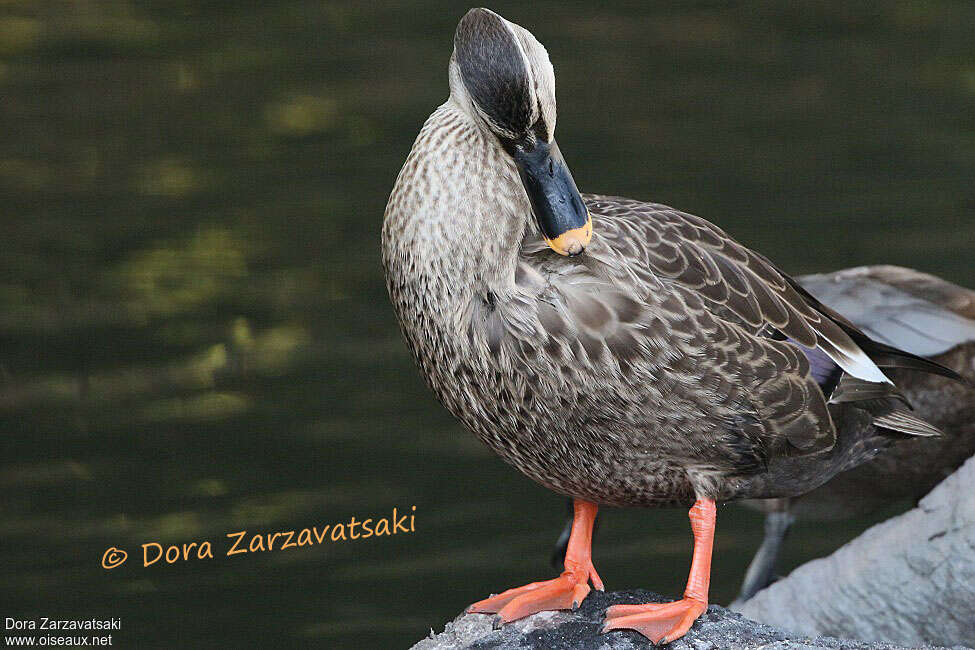 Eastern Spot-billed Duckadult, care