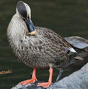 Eastern Spot-billed Duck