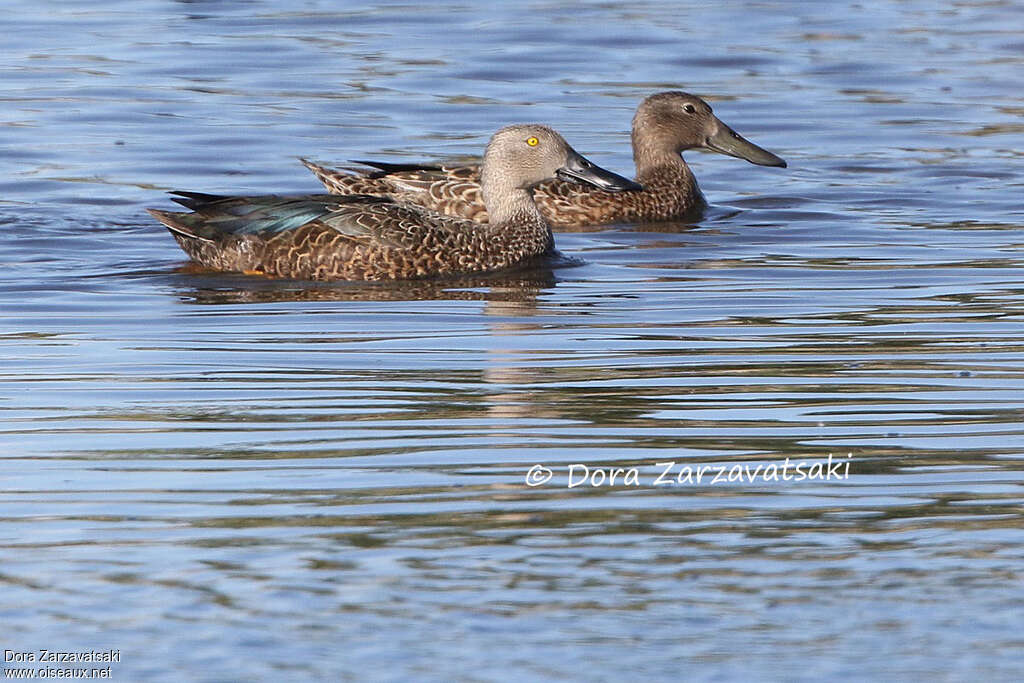 Cape Shoveleradult, swimming