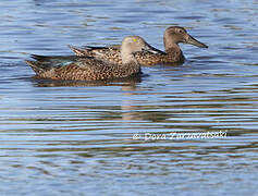 Cape Shoveler