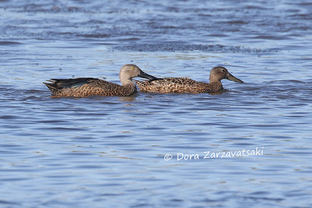 Canard de Smithadulte nuptial