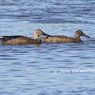 Canard de Smith