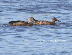 Cape Shoveler