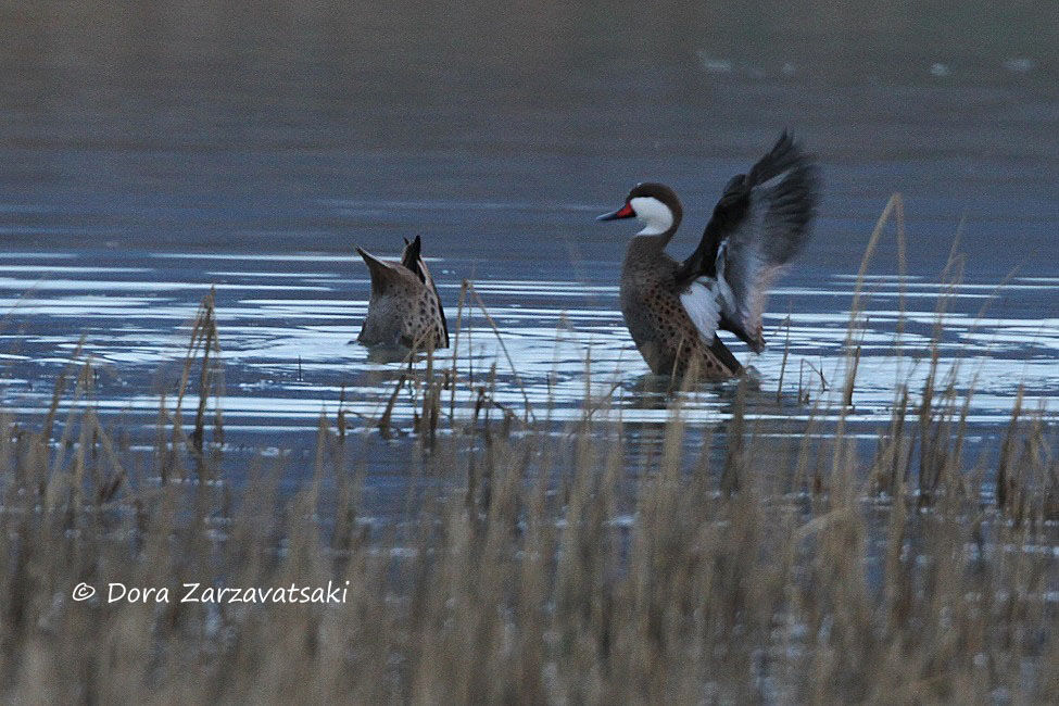 White-cheeked Pintail