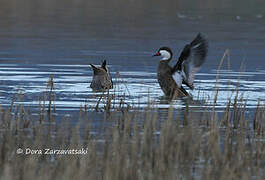 White-cheeked Pintail