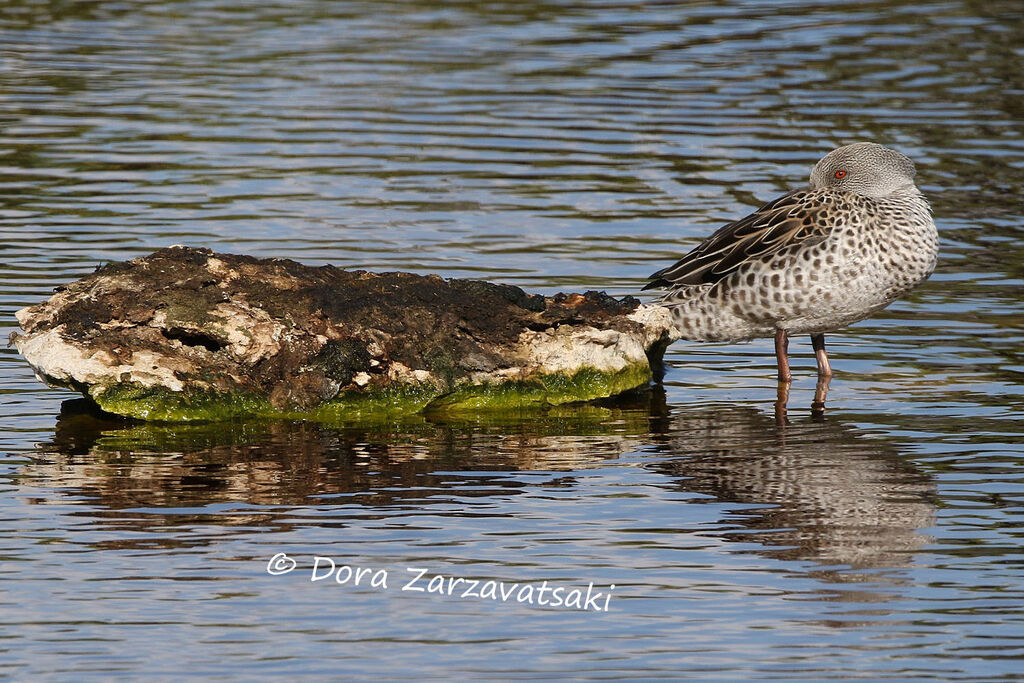 Canard du Capadulte, identification