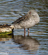 Cape Teal