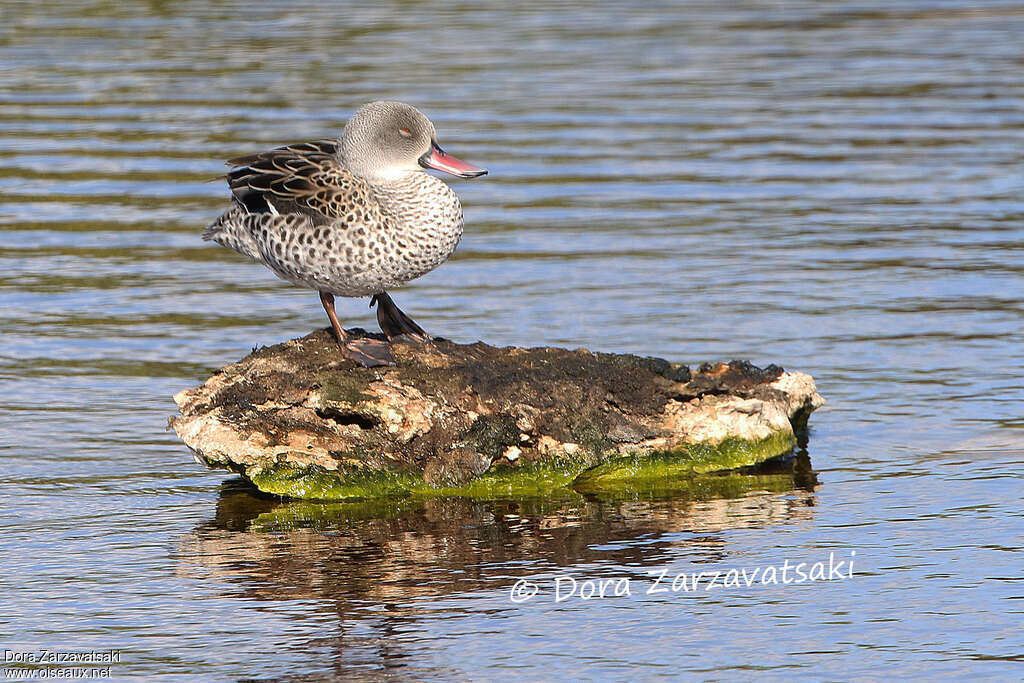 Cape Tealadult, Behaviour