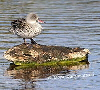 Cape Teal