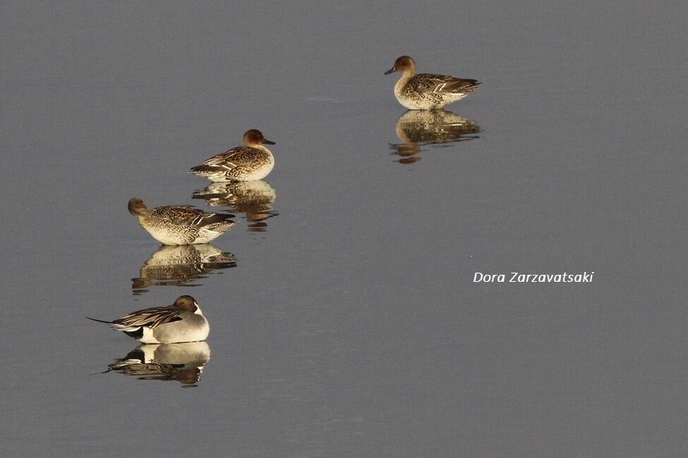 Northern Pintail