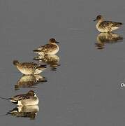 Northern Pintail