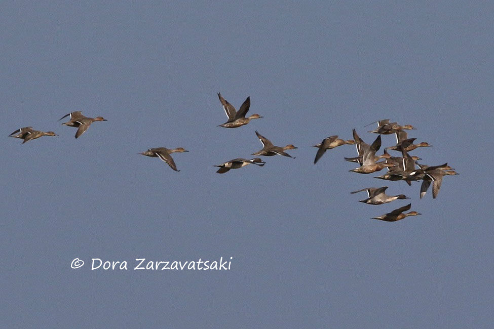 Northern Pintail