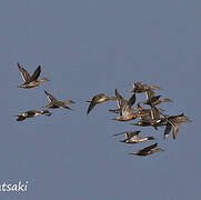 Northern Pintail