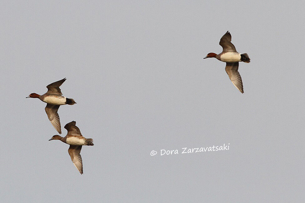 Canard siffleur