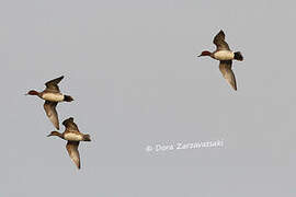 Eurasian Wigeon