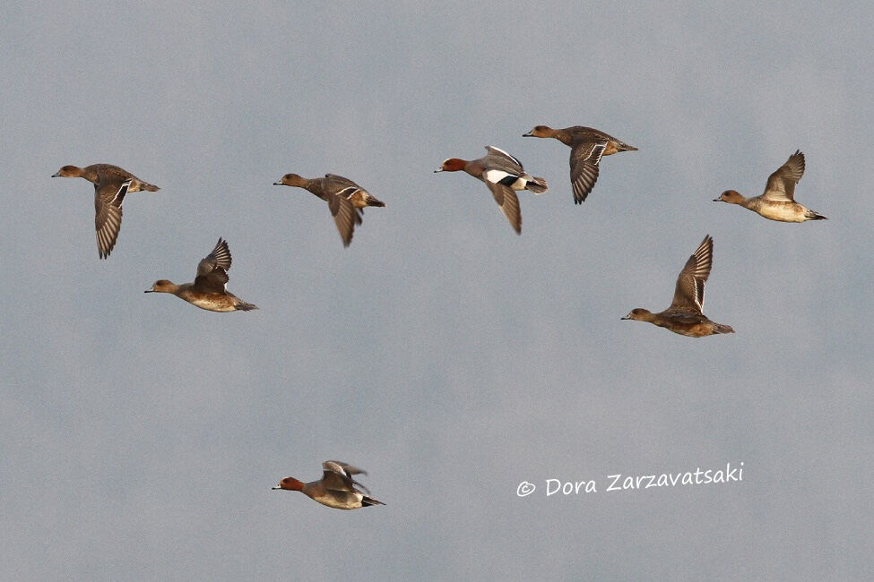 Canard siffleur