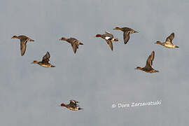 Canard siffleur