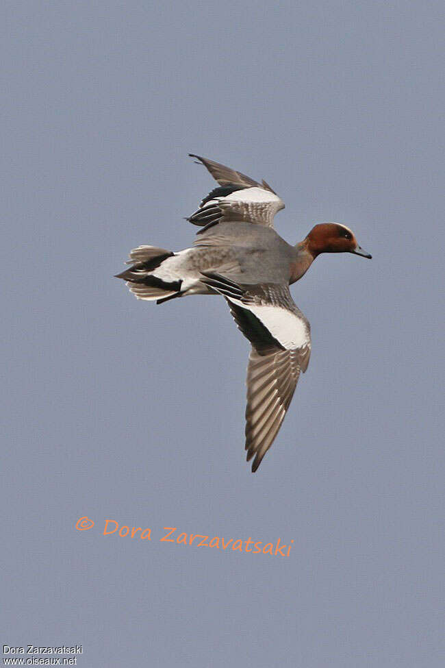 Eurasian Wigeon male adult, Flight