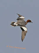 Eurasian Wigeon