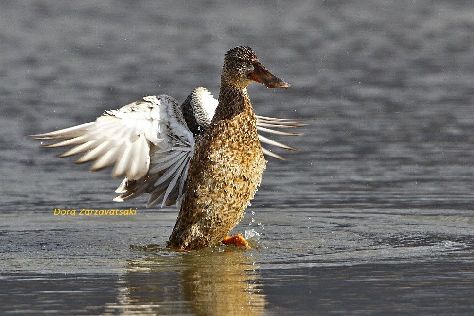 Canard souchet femelle adulte