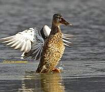 Northern Shoveler