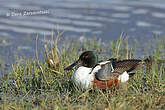 Canard souchet