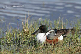 Northern Shoveler