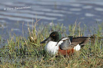 Canard souchet