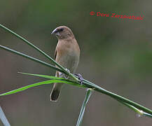 Scaly-breasted Munia