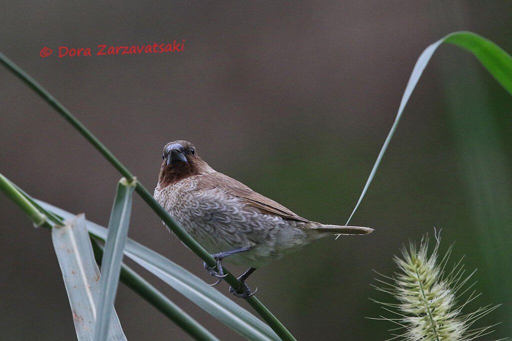 Capucin damieradulte, identification