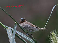 Scaly-breasted Munia