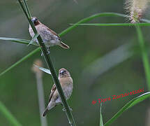 Scaly-breasted Munia