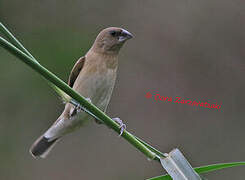 Scaly-breasted Munia