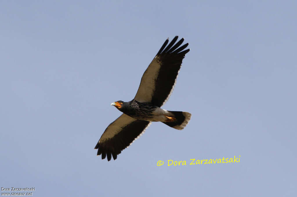 Caracara caronculéadulte, pigmentation, Vol