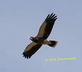 Caracara caronculé